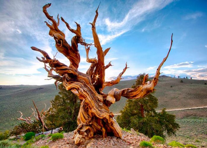 Árbol más viejo del mundo Pallars