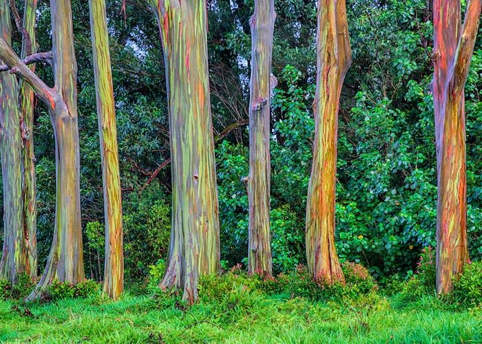 Árbol arco iris Pallars