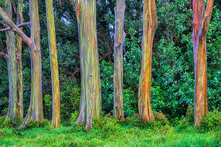 CURIOSITIES ABOUT THE TREES, the silent 