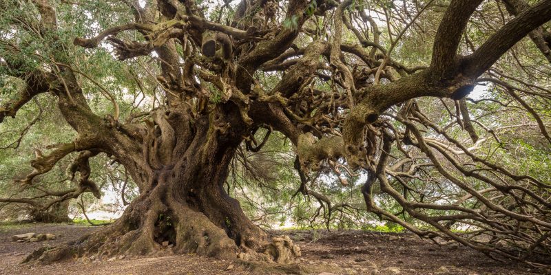 Descubre las virtudes de la madera de olivo