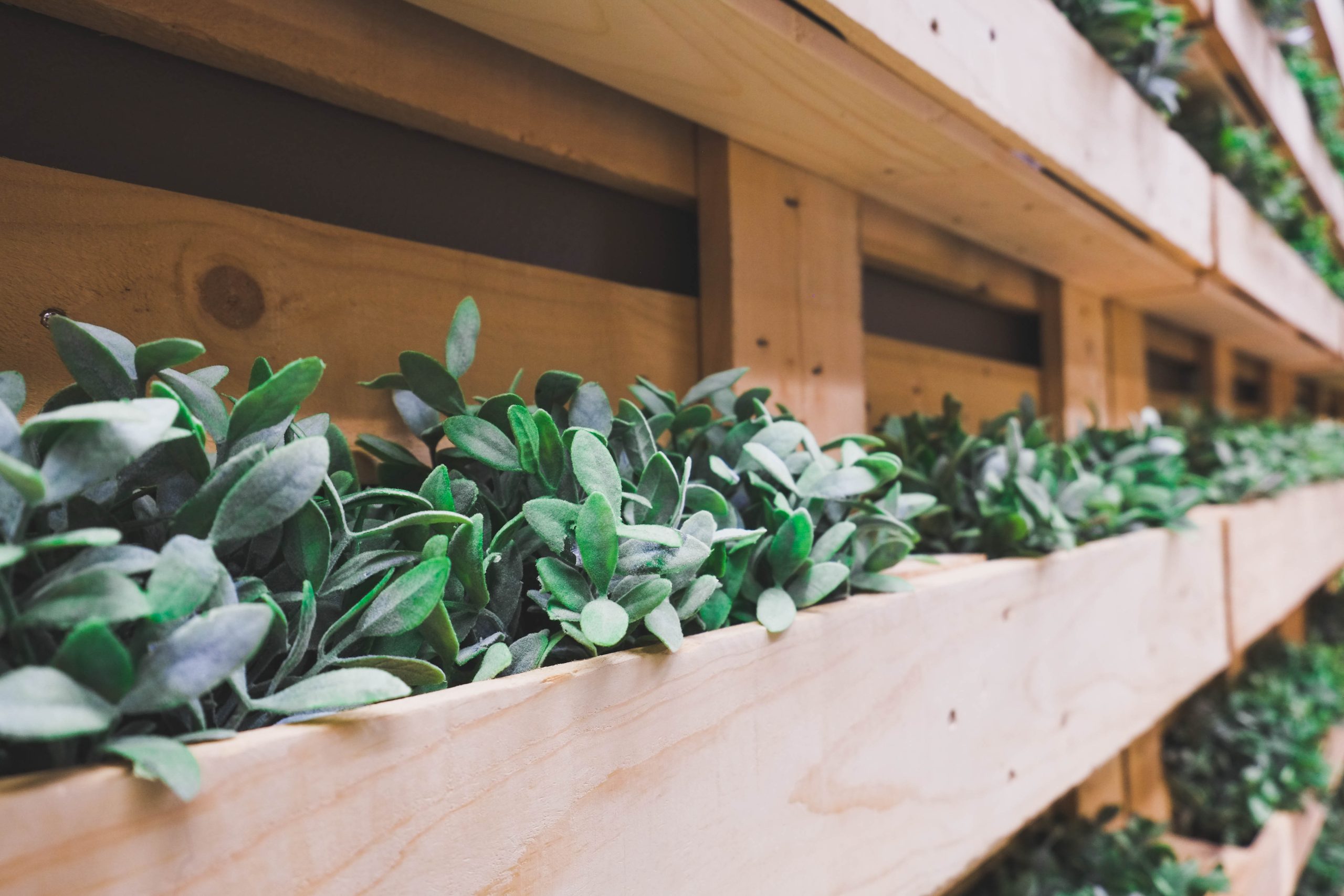 Garden with pallets